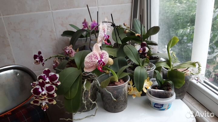 Комнатные растения цветы