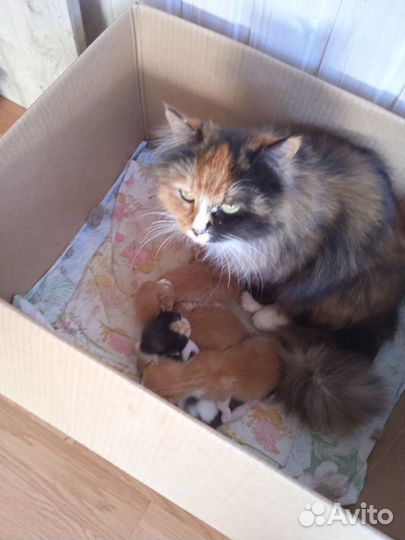 Котята в добрые руки