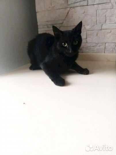 Кошка в дар бесплатно
