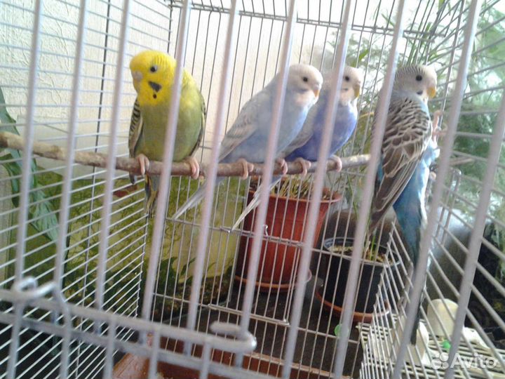 Птенцы нимфа- корелла и волнистые попугаи