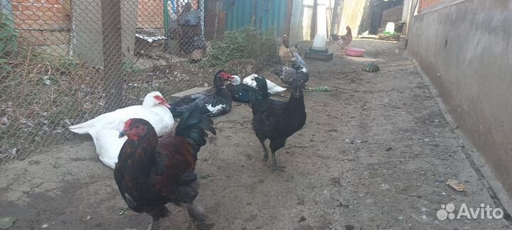 Индоутки, куры