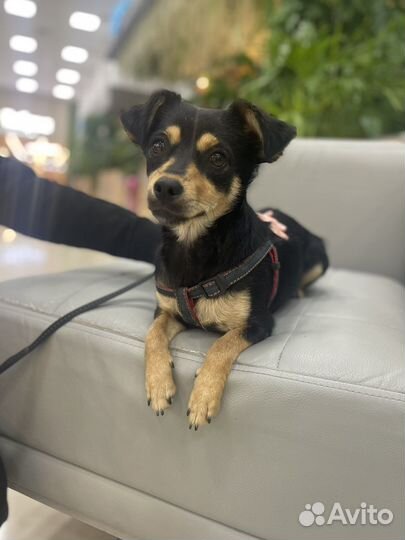 Той-терьер метис