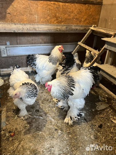 Инкубационное яйцо кур