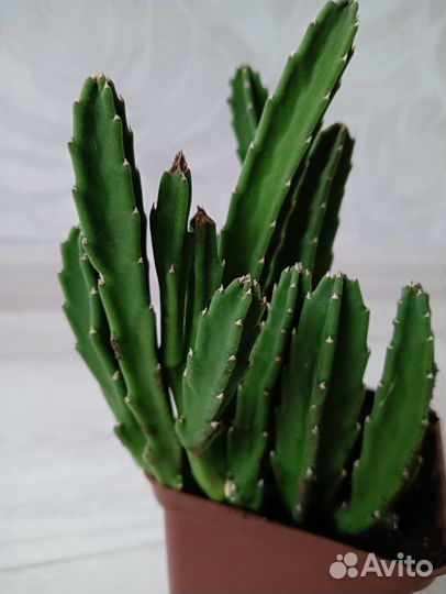 Стапелия (кактус)