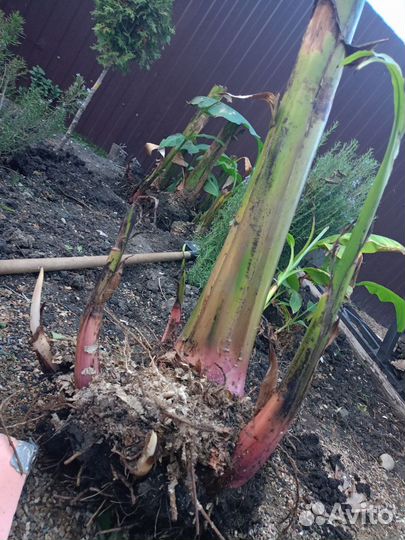 Корень банана