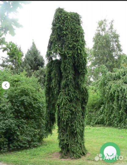 Ель Инверса