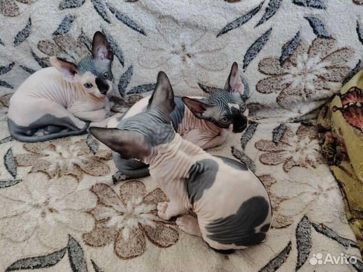 Канадский сфинкс котенок
