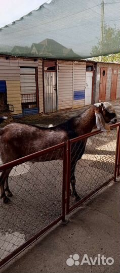 Козел производитель