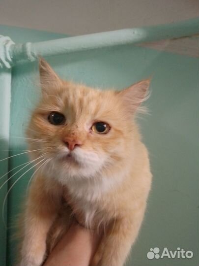 Найдена красивая чистая ухоженная киса