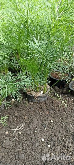 Рассада томатов,перца,баклажанов