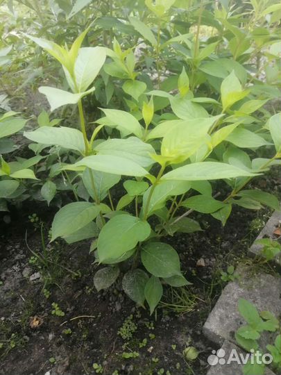 Вейгела - кусты