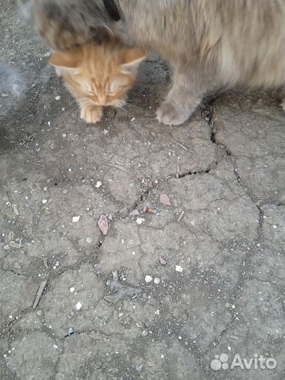 Кошки в добрые руки