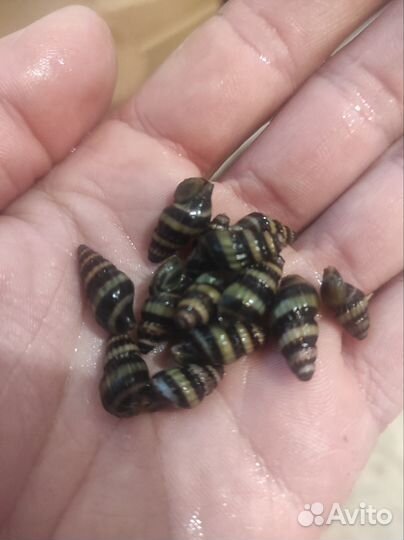 Аквариумные улитки хелена