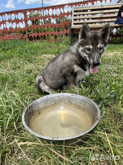 Щенок девочка хаски