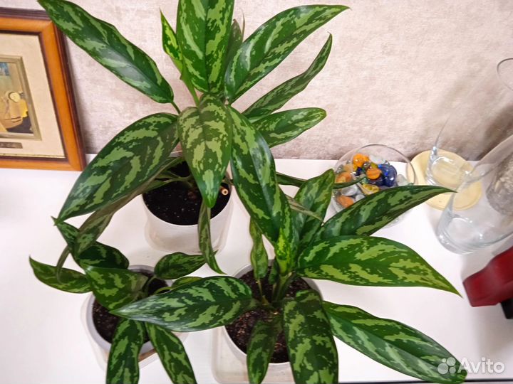 Комнатные цветы. Аглаонемы