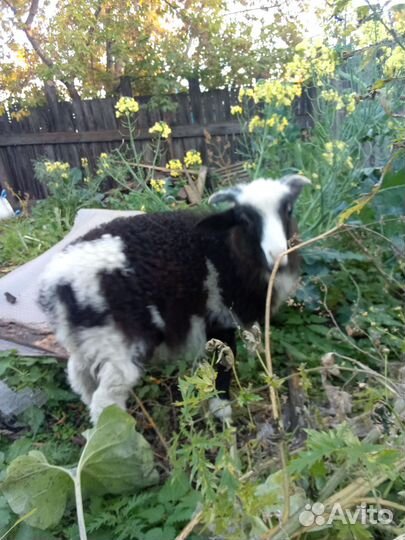 Продам барана