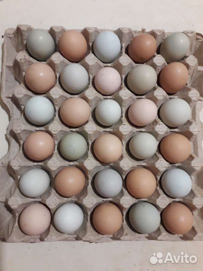 Домашние куринные яйца