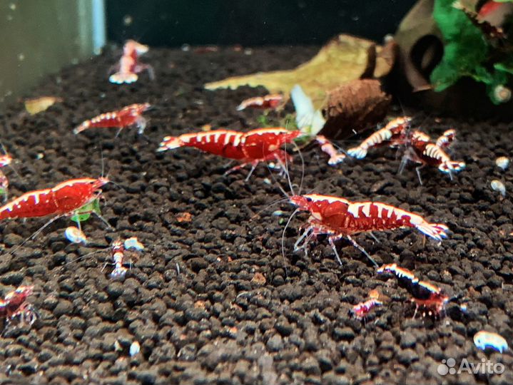 Креветки Galaxy Fishbone red (Caridina)