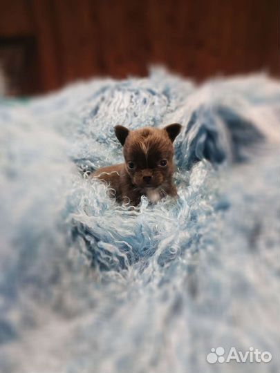 Чихуахуа.Мини мини мальчик