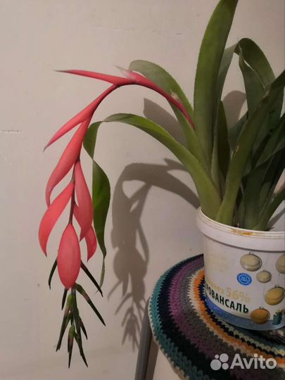 Бильбергия