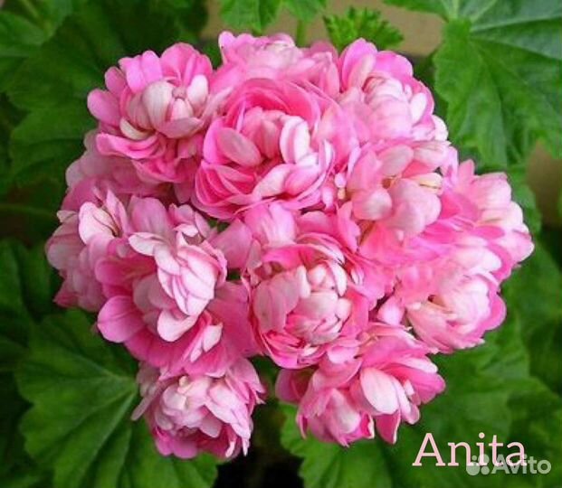 Пеларгония (герань) сортовая