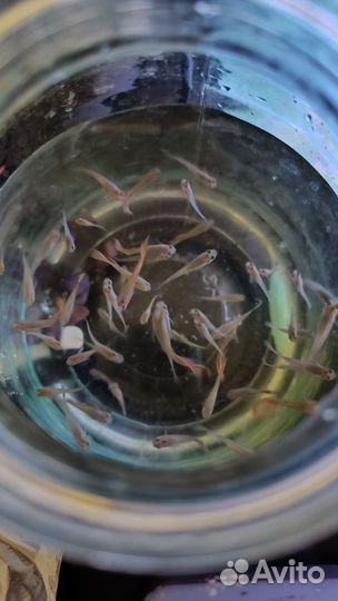 Рыбки гуппи