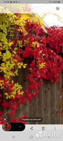 Виноград девичий декоративный саженцы