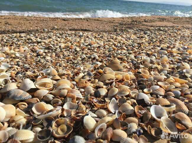 Морские ракушки