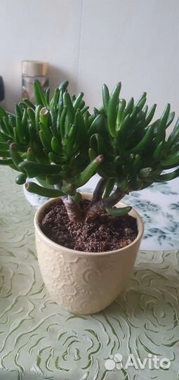 Толстянка,кактусы