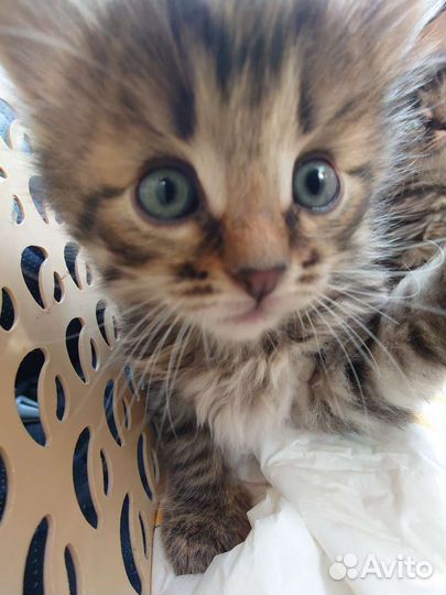 Котята 2 месяца