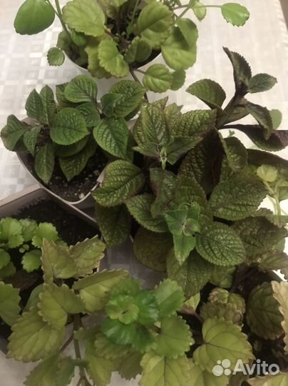 Плектрантус