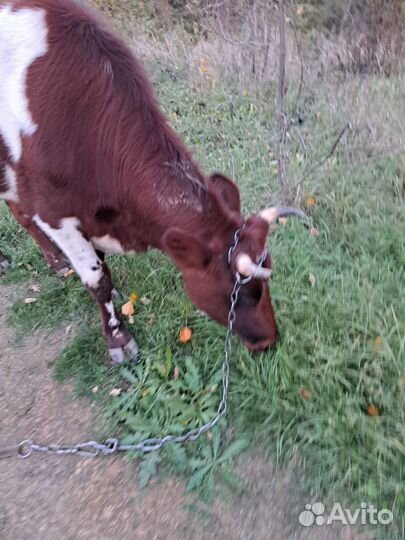 Тёлочка не для мяса