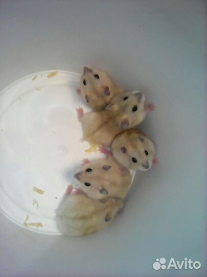 Хомячки джунгарики