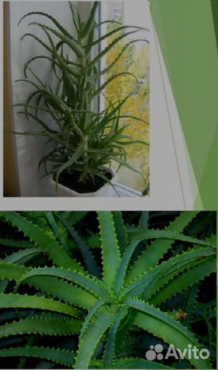 Алоэ древовидное