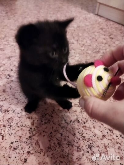 Черный пушистый котенок