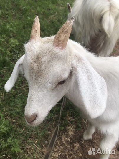 Вязка, козлик заанонубийский