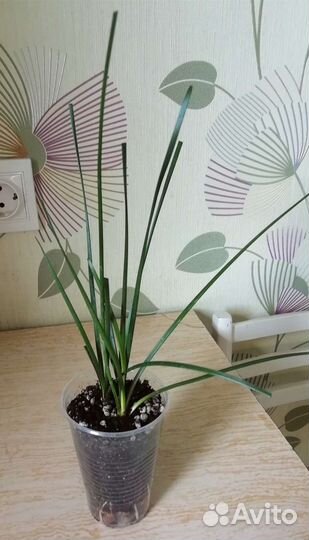 Зефирантес белый Выскочка