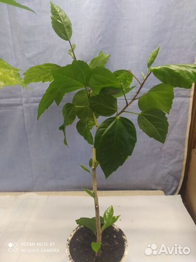 Гибискус - китайская роза