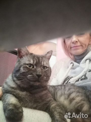 Породистый котейка в добрые руки