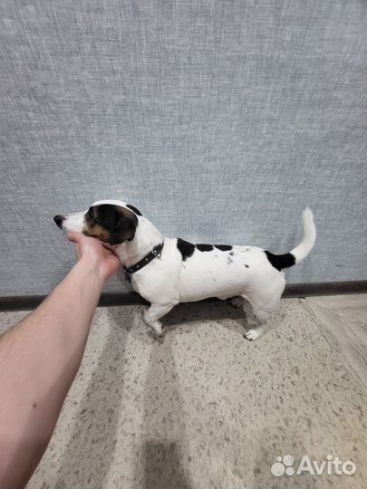 Вязка собак