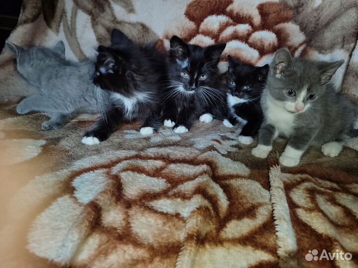 Котята в добрые руки