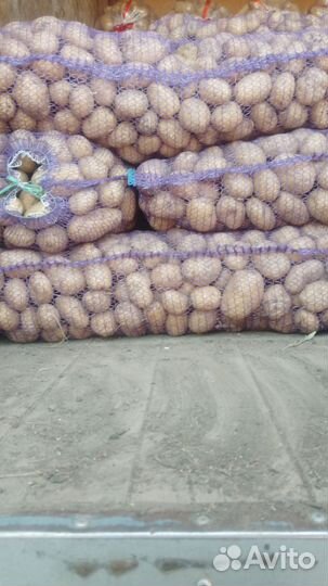 Картофель едавая, лук и т. Д