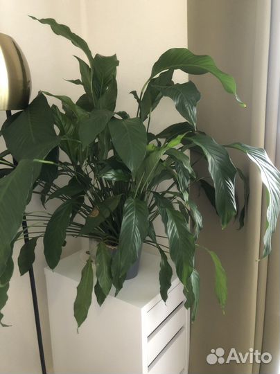 Спатифиллум