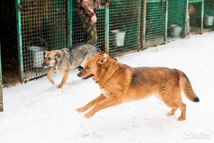 Рыженькая солнечная Дива в добрые руки