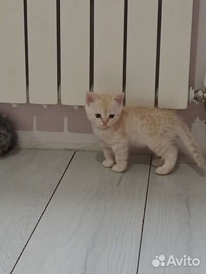 Шотландские вислоухие котята