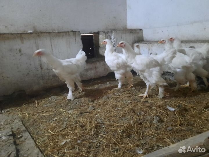 Белая брама