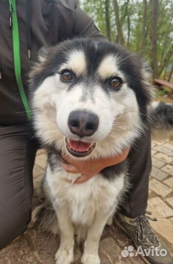 Сибирский хаски