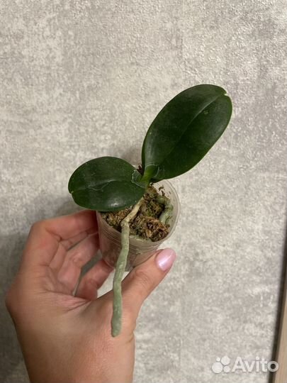 Орхидея PF6766