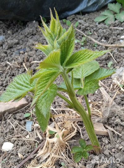 Саженцы ежевики