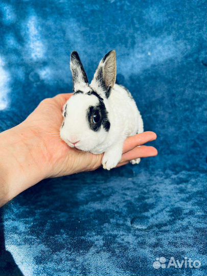 Карликовые кролики мини